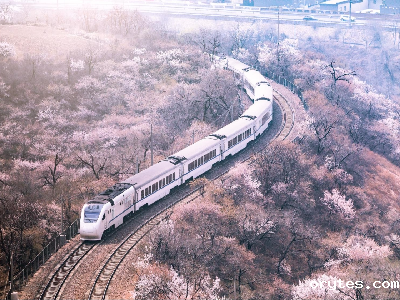 市郊铁路S2线增开赏花月列车
